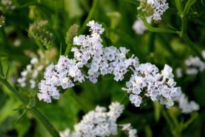 Statice Flower in White Color