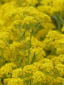 Sweet Alyssum Flower in Yellow Color