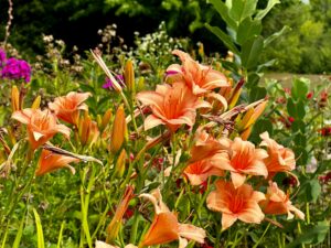 Sunlight Requirement of Daylilies 