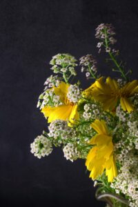 Sweet Alyssum Flower as a Cut Flower