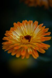 Calendula Cultivars Calendula officinalis 'Apricot Twist'