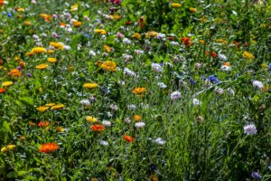 Plantation of Calendula Flowers