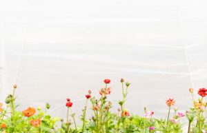 Ranunculus Flowering Plant