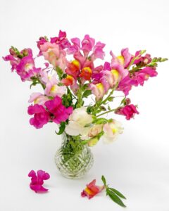 Snapdragon Cut Flower in Vase