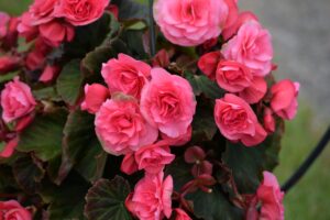 Begonias (Begonia spp.)