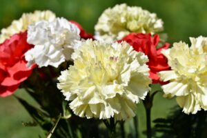 Yellow Flowering Carnation Plant