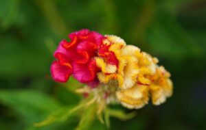 Cockscomb Cut Flower