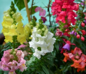 Snapdragons Flower