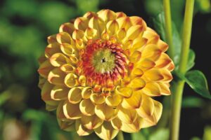 Yellow Flowering Dahlia Plant