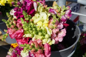 Snapdragon Cut Flowers