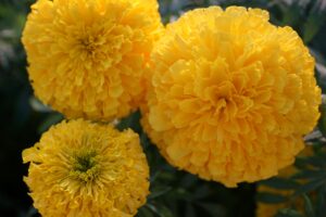 Marigold Yellow Flowers