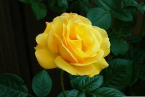 Rose Yellow Flower