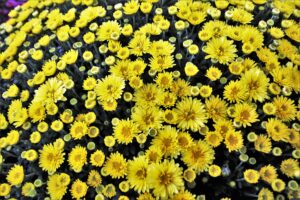 Chrysanthemum Yellow Flowers