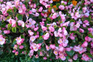 Wax Begonia (Begonia semperflorens)