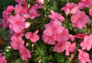 Impatiens (Impatiens walleriana)