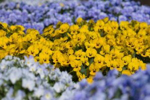 Yellow Flowering Pansy