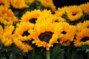 Sunflower Yellow Flowering Plants