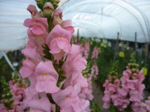 Snapdragon Cut Flowers