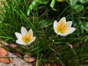 White Color Flower of Rain Lilies at border