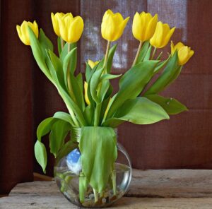 Tulip Yellow Color Flowers