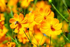 Yellow Flowering Plants Cosmos