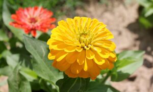 Yellow Flowering Zinnia Plant