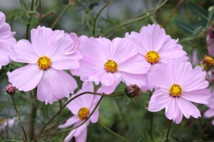 Cosmos Flowers in Unique Color