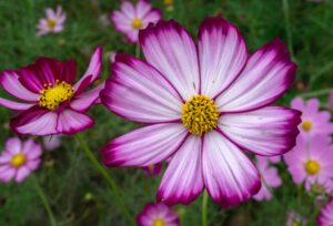 Cosmos Bipinnatus 'Sensation'