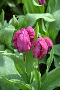 Parrot Tulips purple color flowers