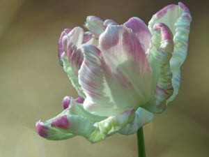 Parrot Tulip Flower in White color