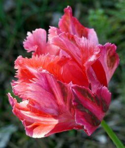 Parrot Tulip Green Wave Cultivar