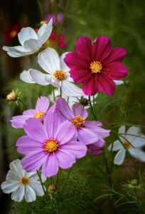 Cosmos Flowers in Mix Color, Cosmos Bipinnatus