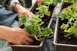 Pelargonium or Geranium Planting 