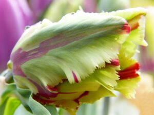 Parrot Tulip in Mix color petals