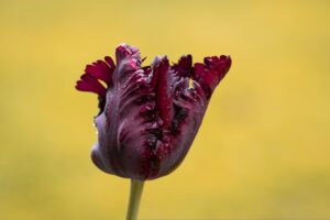 The Exotic Elegance of 'Black Parrot' Tulip