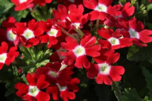 Verbena Flowers