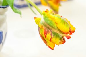 Parrot Tulip Green Wave Cultivar