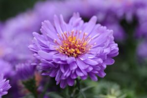 Aster (Aster spp.) in Purple Color Flowers