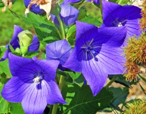 Balloon Flower (Platycodon grandiflorus)