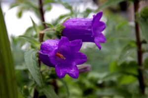 Bellflower (Campanula spp.) Purple Color Flowers