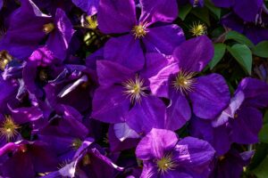 Clematis Purple Color Flowers