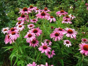 Purple Coneflower (Echinacea purpurea)