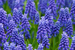 Grape Hyacinth (Muscari spp.)