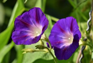 Morning Glory (Ipomoea spp.)