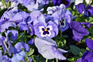 Pansy (Viola × wittrockiana)