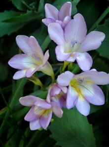 Freesia Flowers 