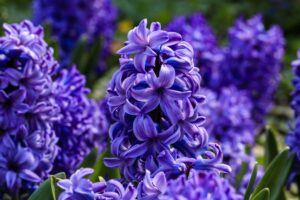 Hyacinth (Hyacinthus spp.) Purple Color Flowers