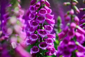 Foxglove (Digitalis purpurea)