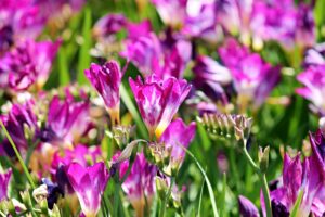 Freesia Flowers in Beautiful color