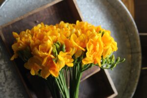 Freesia Flowers in Yellow Color